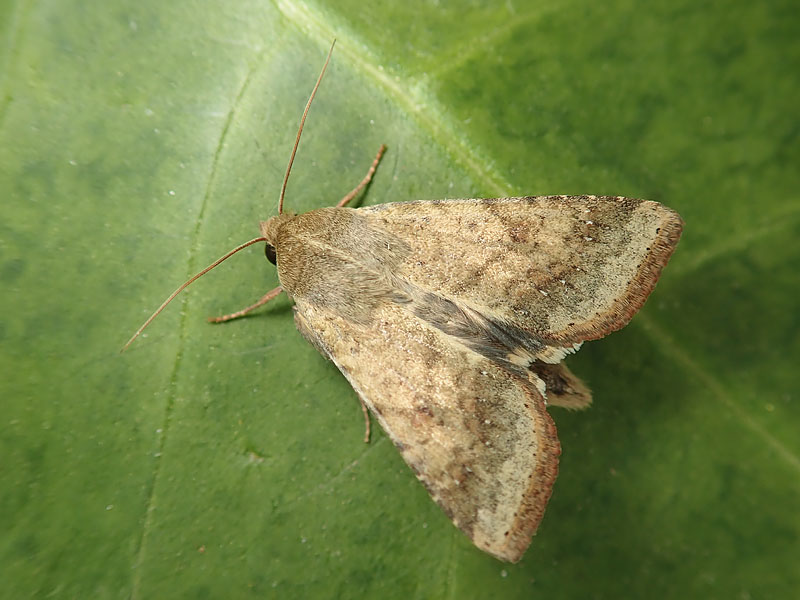 Falena da identificare: Helicoverpa armigera - Noctuidae